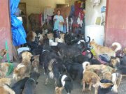 rescued dogs, Bhutan